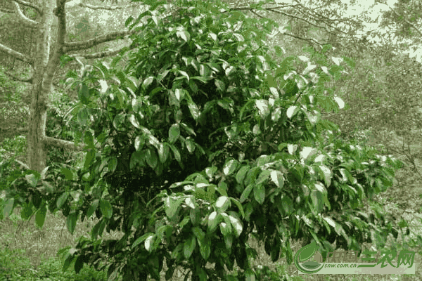 小山竹树的种植窍门是什么(小山竹树的种植窍门)